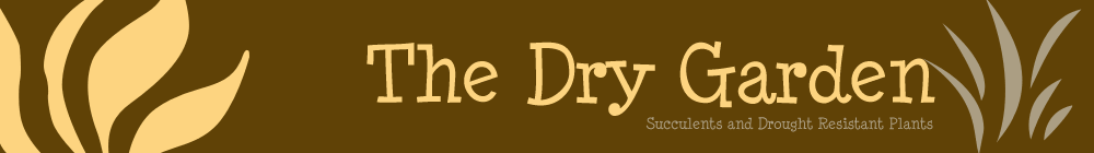 The Dry Garden, a Place to buy the best in drought resistant plants for your garden The Dry Garden, a Place to buy the best in drought resistant plants for your garden